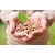 Pelet Pellet FIREFLIES